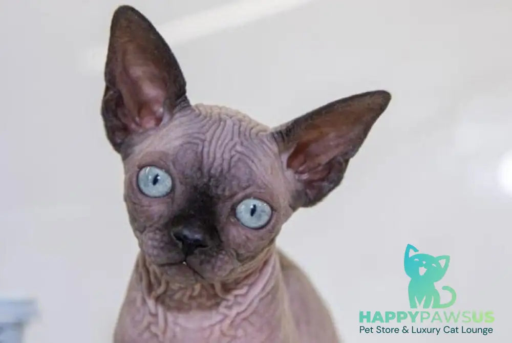 Junior Canadian Sphynx male black pointed - live animals