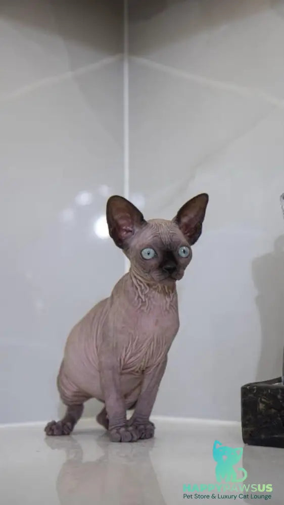 Junior Canadian Sphynx male black pointed - live animals