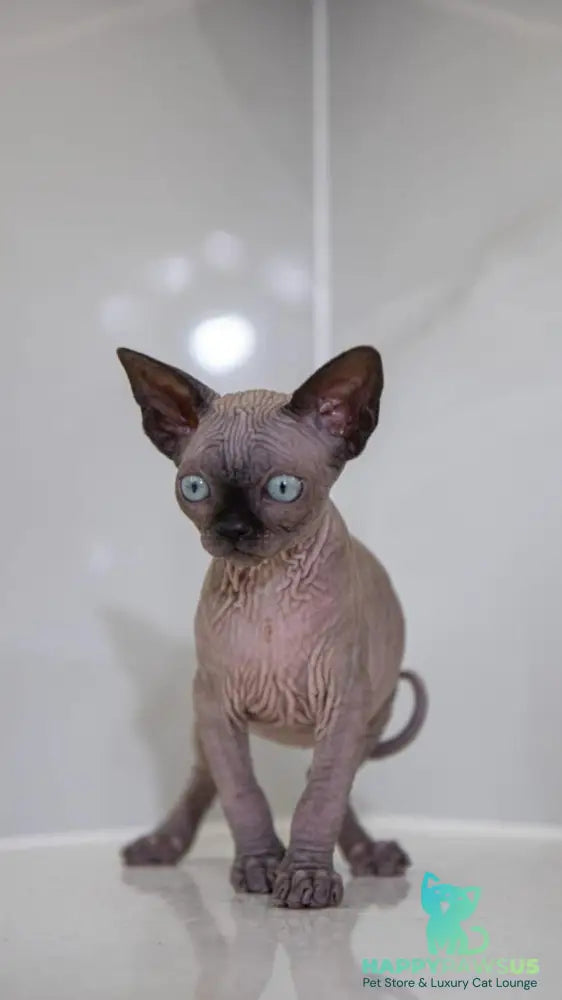 Junior Canadian Sphynx male black pointed - live animals