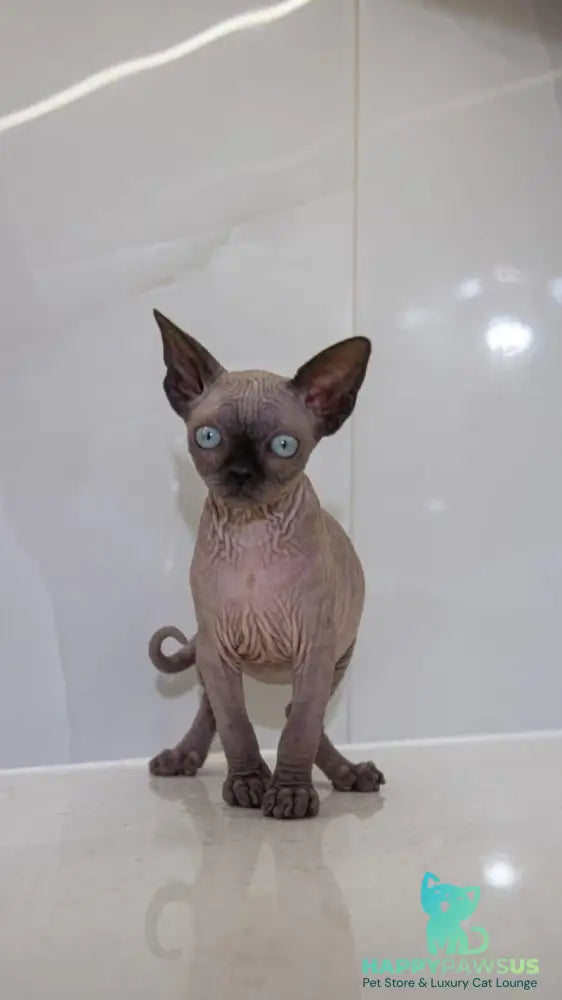 Junior Canadian Sphynx male black pointed - live animals