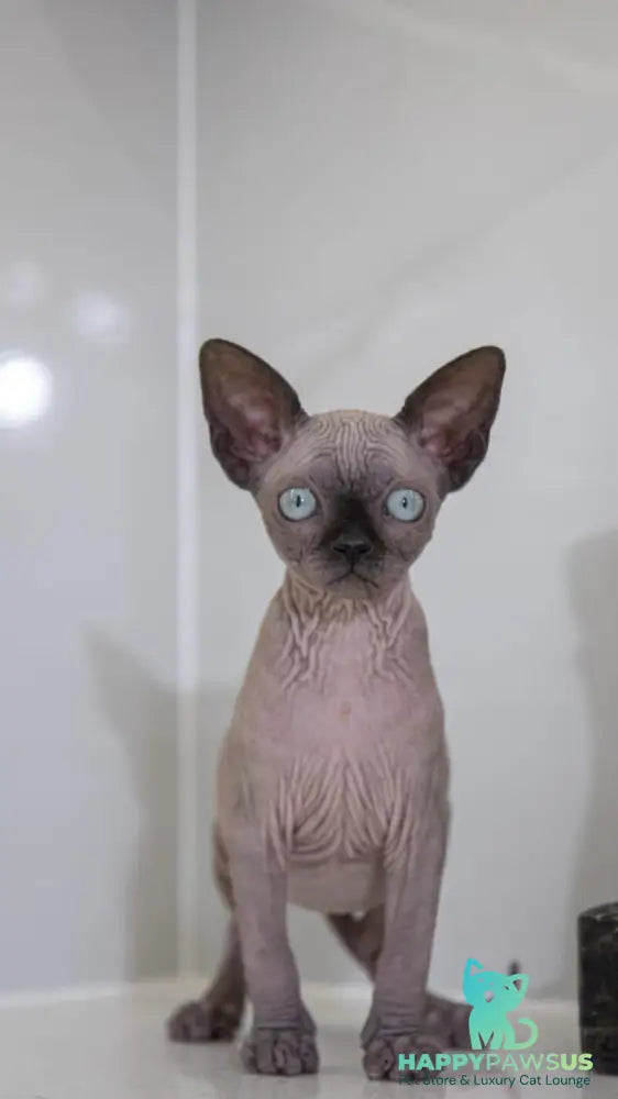 Junior Canadian Sphynx male black pointed - live animals