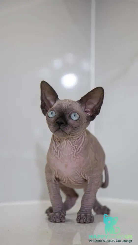 Junior Canadian Sphynx male black pointed - live animals