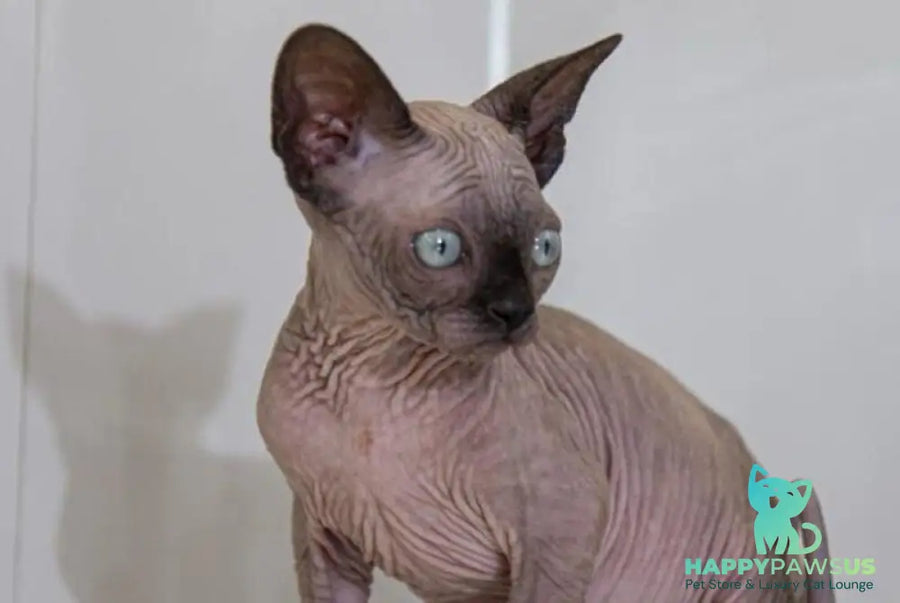 Junior Canadian Sphynx male black pointed - live animals