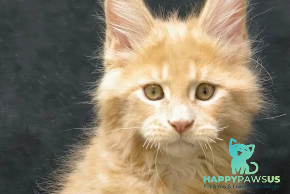 Junior Maine Coon male cream live animals