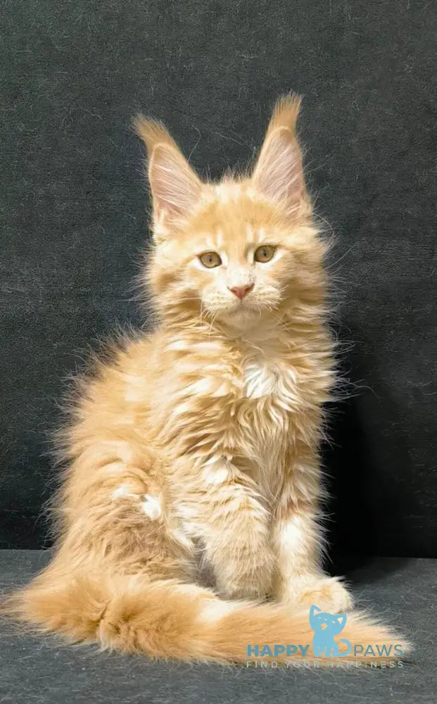 Junior Maine Coon male cream live animals