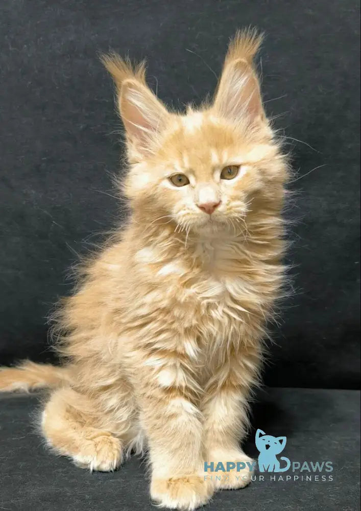 Junior Maine Coon male cream live animals