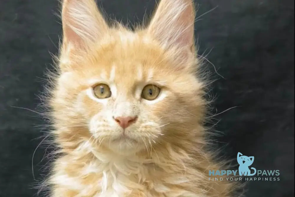 Junior Maine Coon male cream live animals