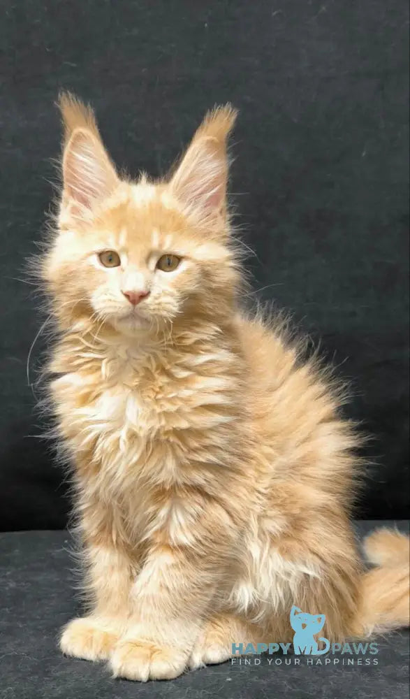 Junior Maine Coon male cream live animals