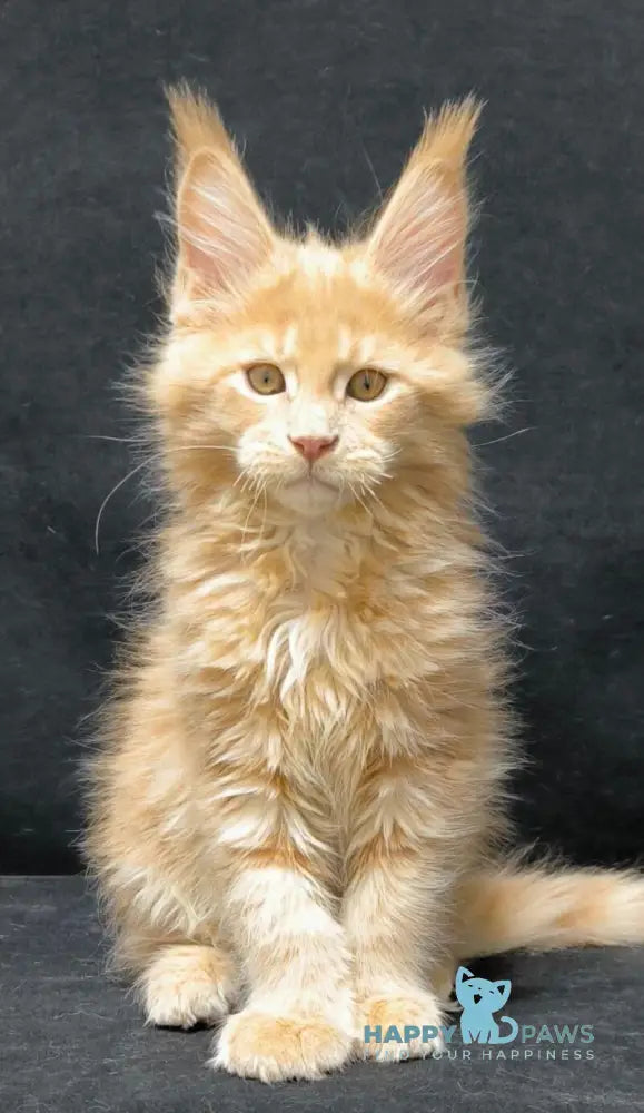 Junior Maine Coon male cream live animals