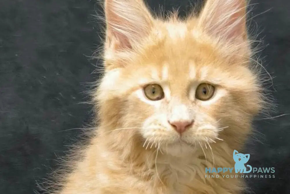 Junior Maine Coon male cream live animals