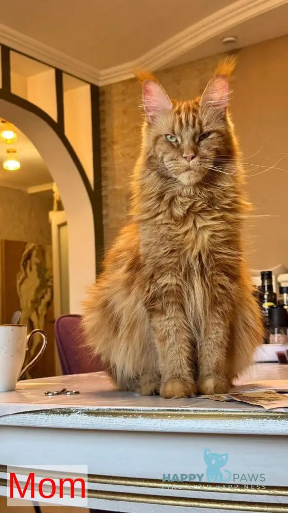 Junior Maine Coon male cream live animals