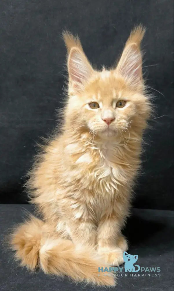 Junior Maine Coon male cream live animals