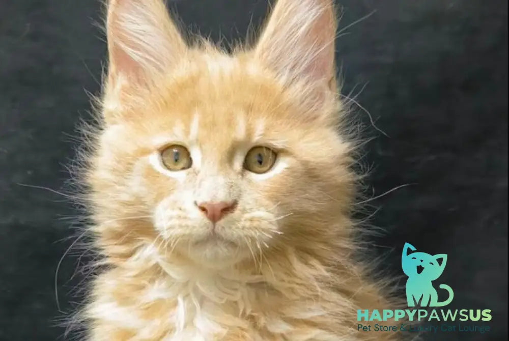 Junior Maine Coon male cream live animals