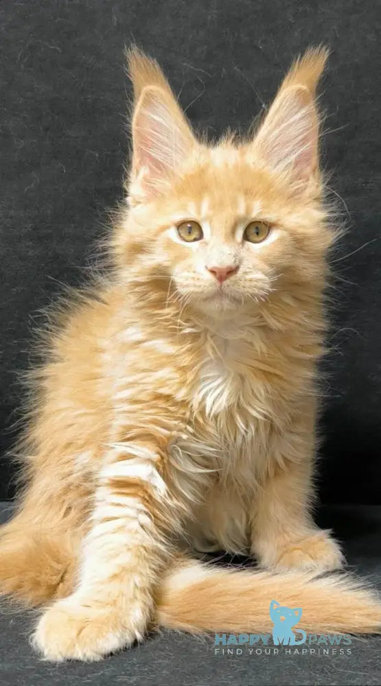 Junior Maine Coon male cream live animals