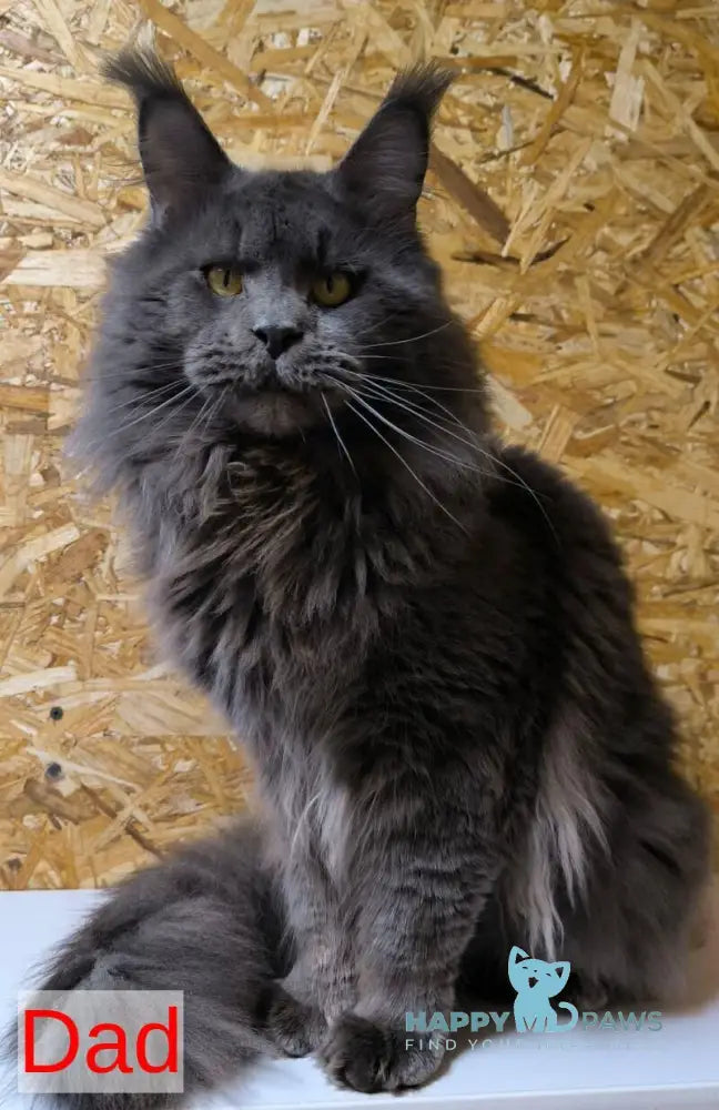 Junior Maine Coon male cream live animals