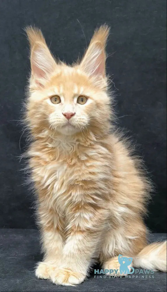 Junior Maine Coon male cream live animals