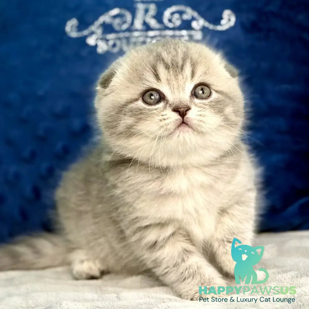 Junior Scottish Fold male blue tabby pointed - live animals