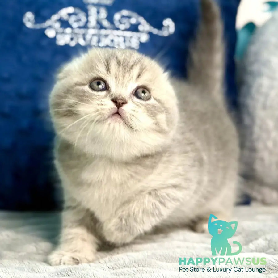 Junior Scottish Fold male blue tabby pointed - live animals
