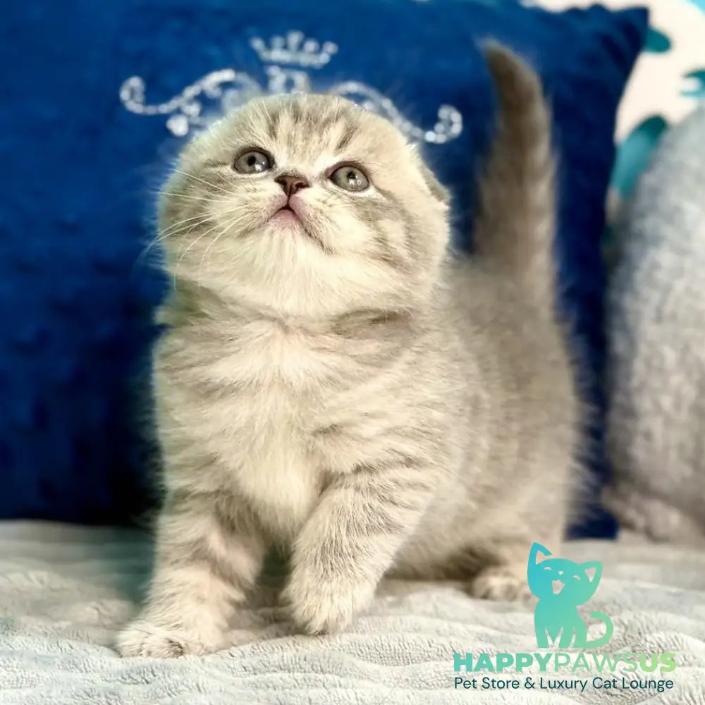 Junior Scottish Fold male blue tabby pointed - live animals
