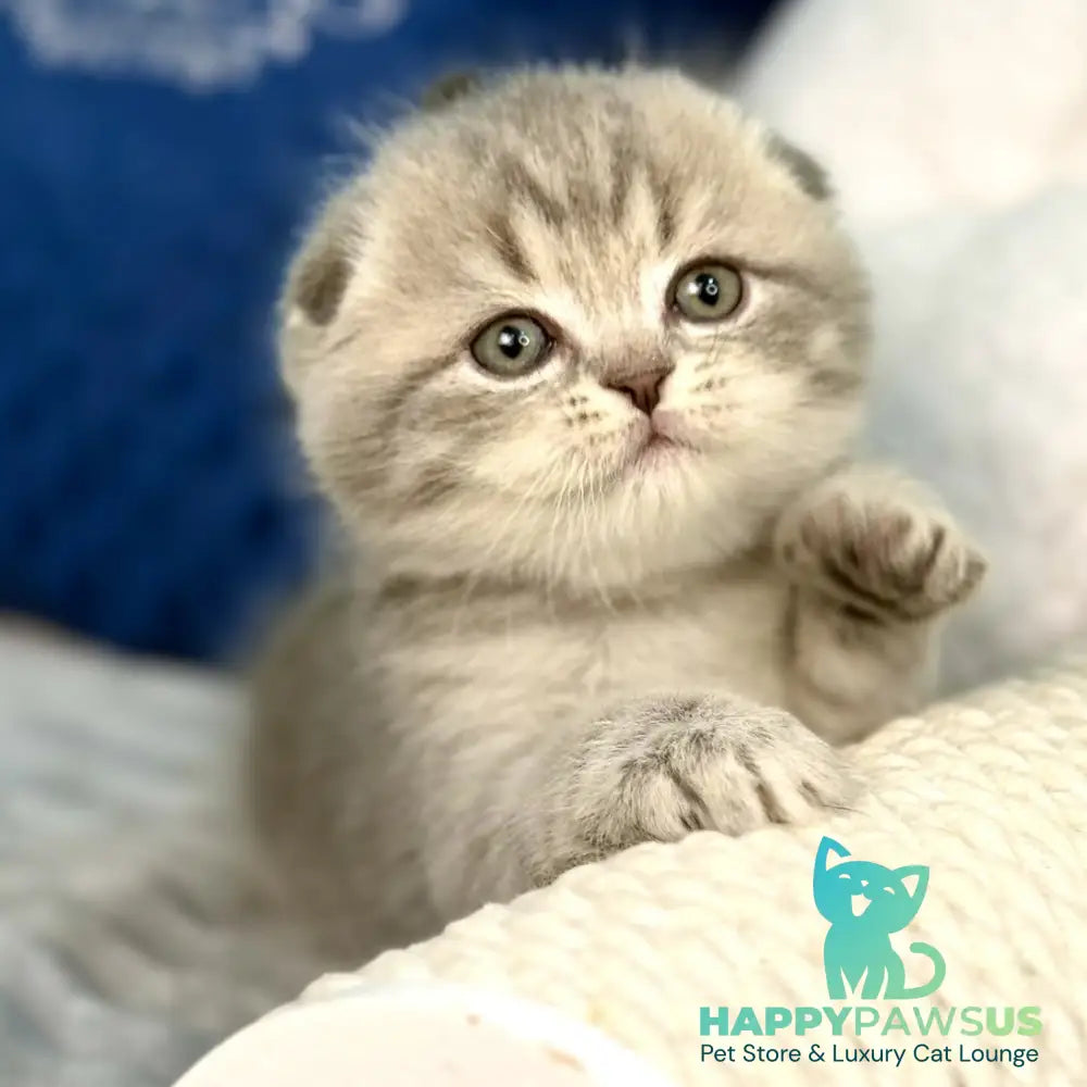 Junior Scottish Fold male blue tabby pointed - live animals