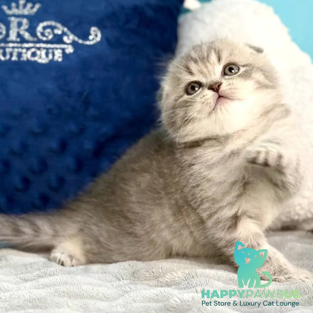 Junior Scottish Fold male blue tabby pointed - live animals