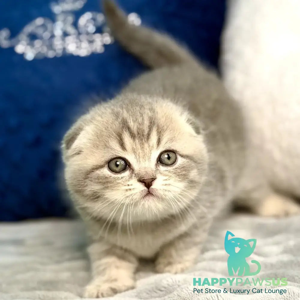 Junior Scottish Fold male blue tabby pointed - live animals