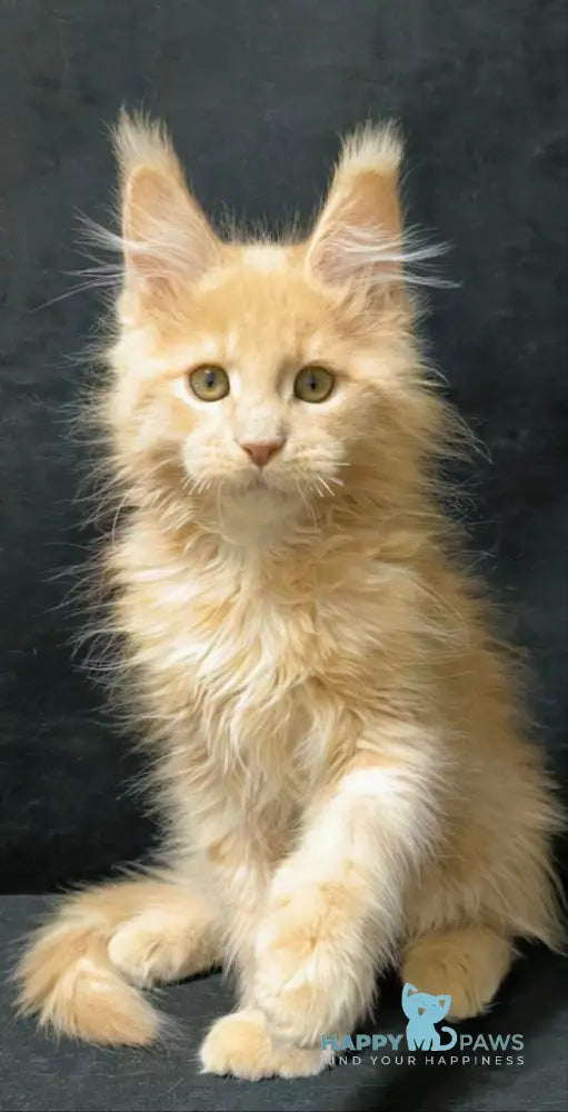 Junitus Maine Coon male cream live animals