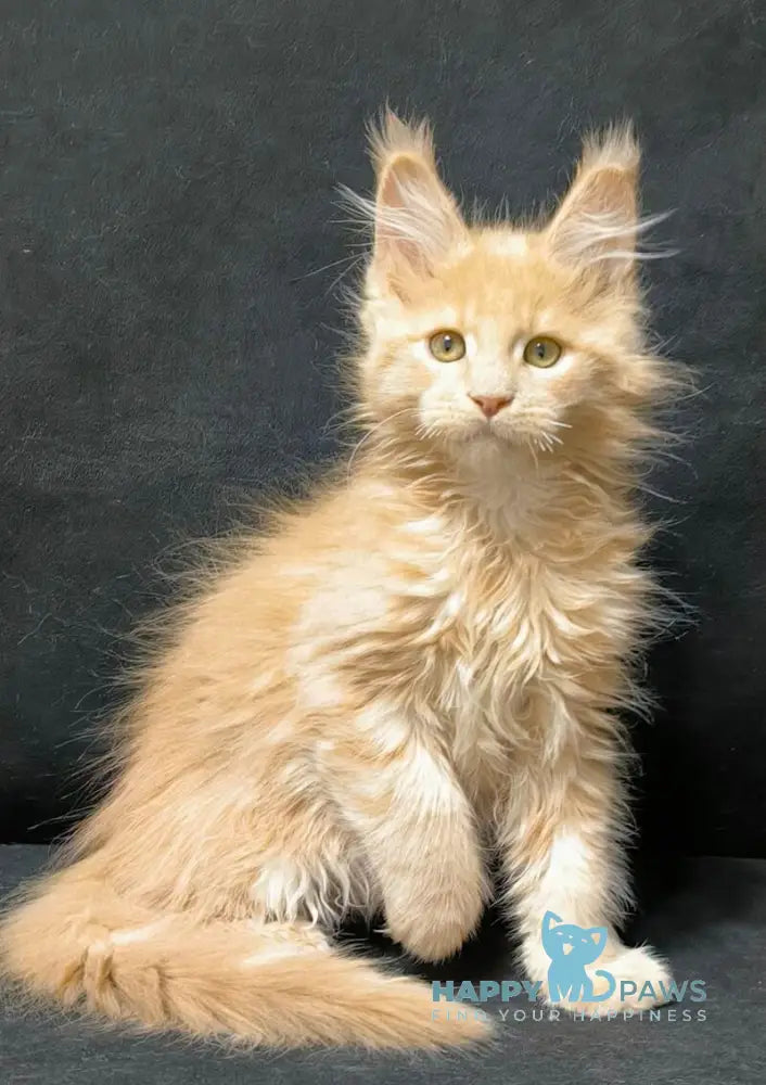 Junitus Maine Coon male cream live animals