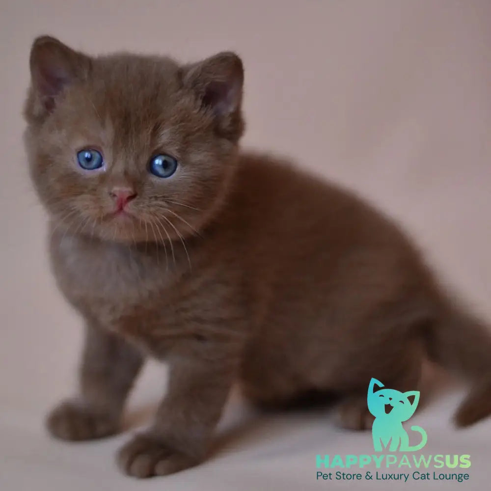 Juno British Shorthair male cinnamon - live animals
