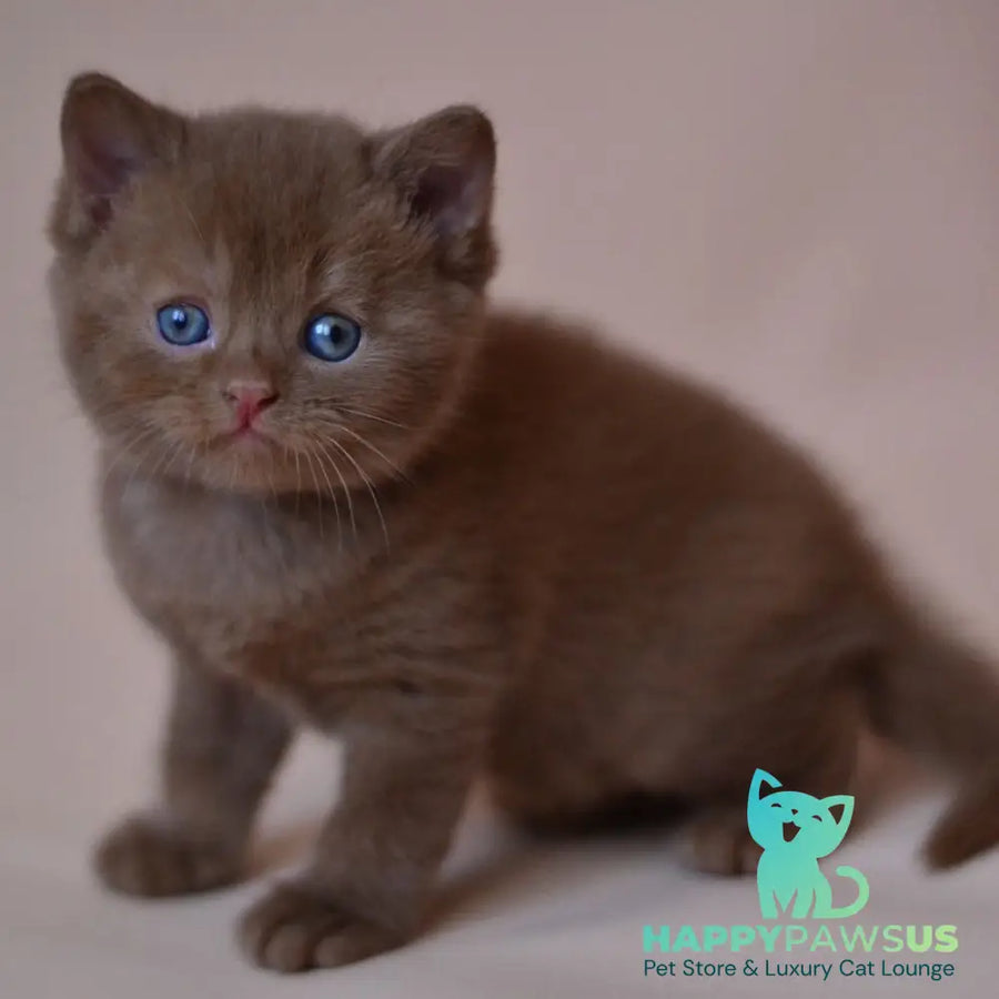Juno British Shorthair male cinnamon - live animals