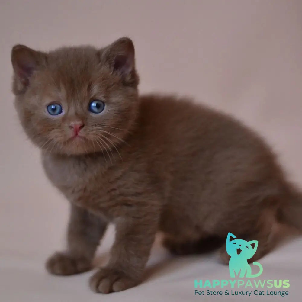 Juno British Shorthair male cinnamon - live animals