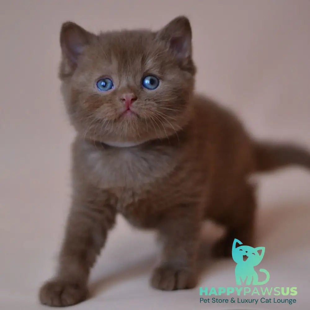 Juno British Shorthair male cinnamon - live animals