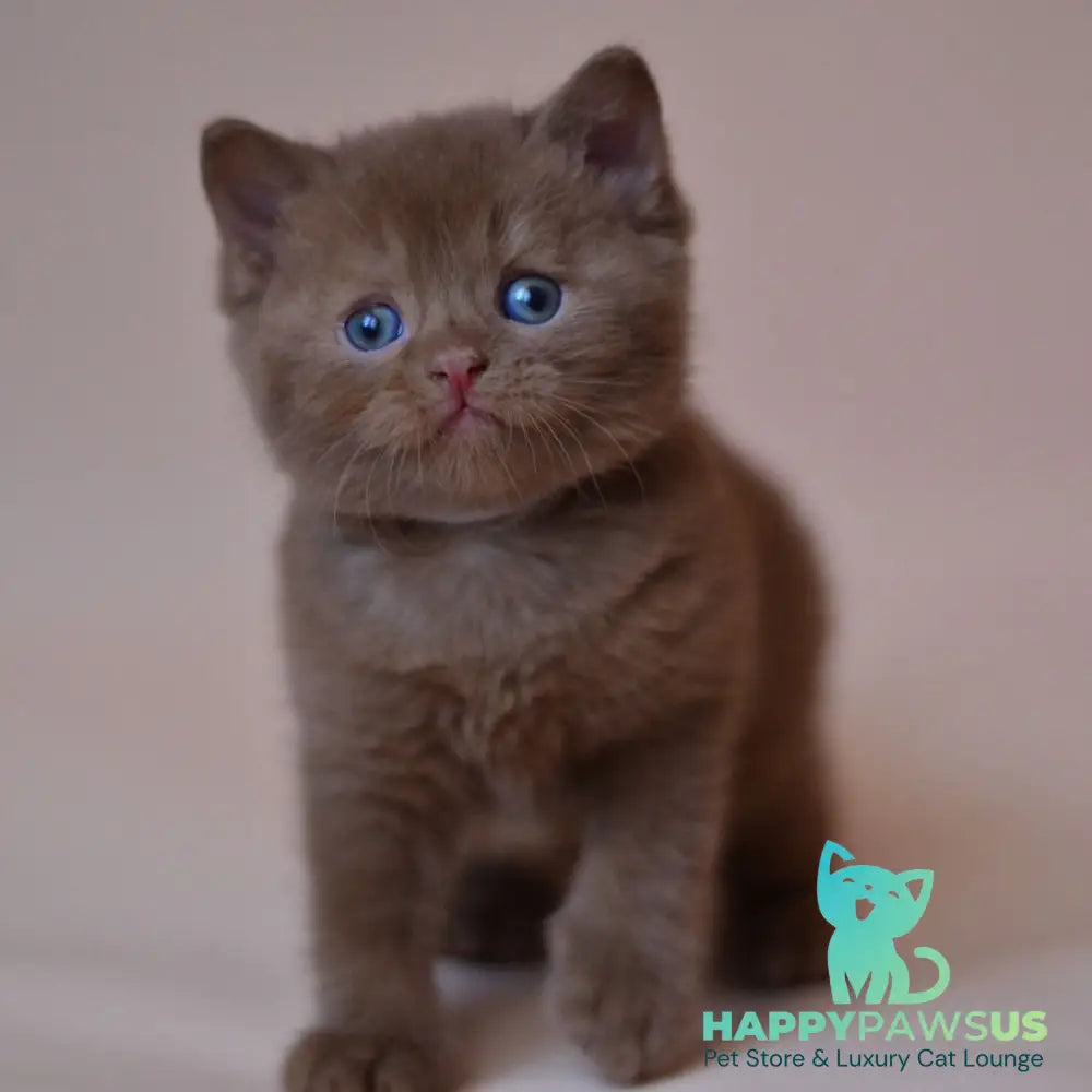 Juno British Shorthair male cinnamon - live animals