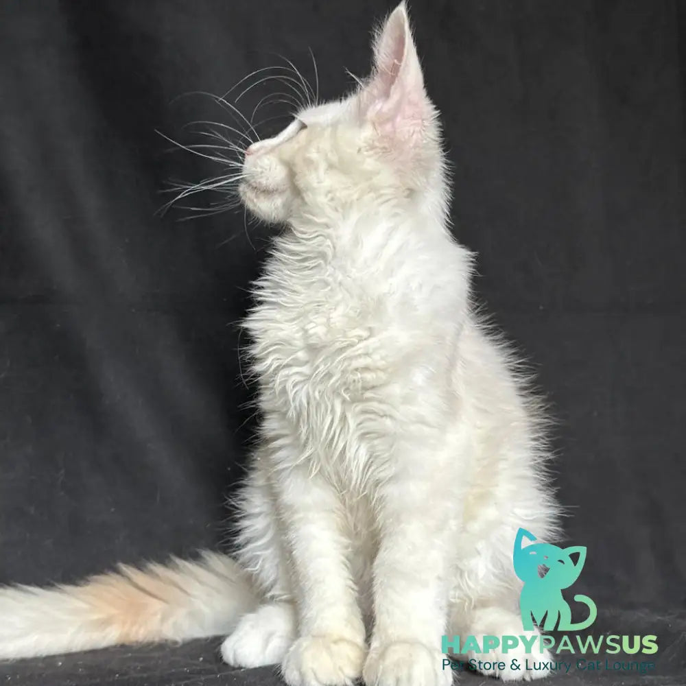 Juno Maine Coon male red silver shaded - live animals