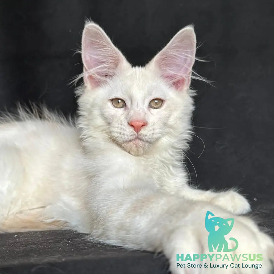 Juno Maine Coon male red silver shaded - live animals