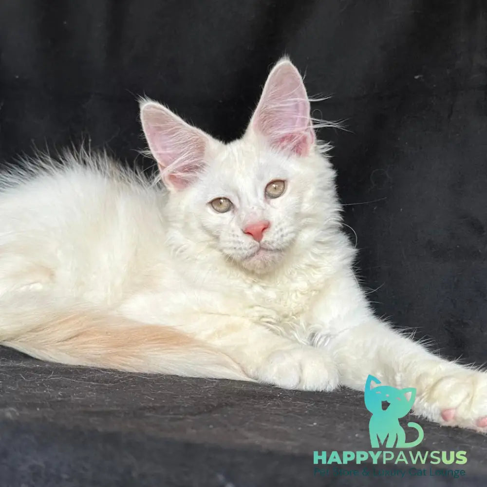 Juno Maine Coon male red silver shaded - live animals