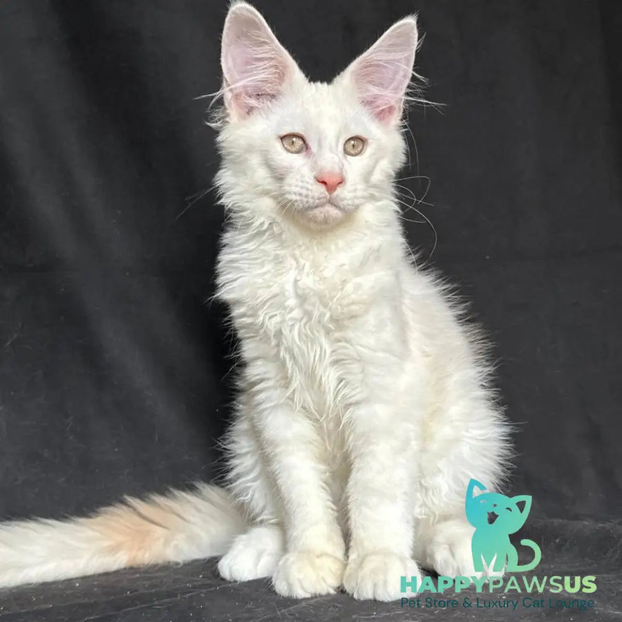Juno Maine Coon male red silver shaded - live animals