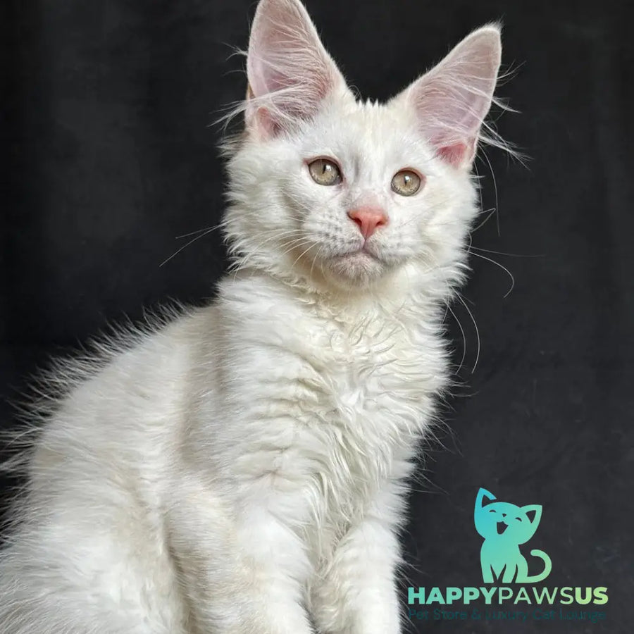 Juno Maine Coon male red silver shaded - live animals