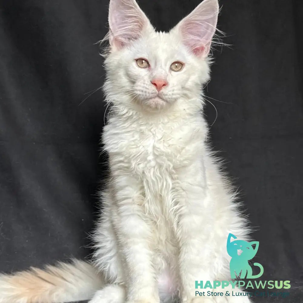 Juno Maine Coon male red silver shaded - live animals