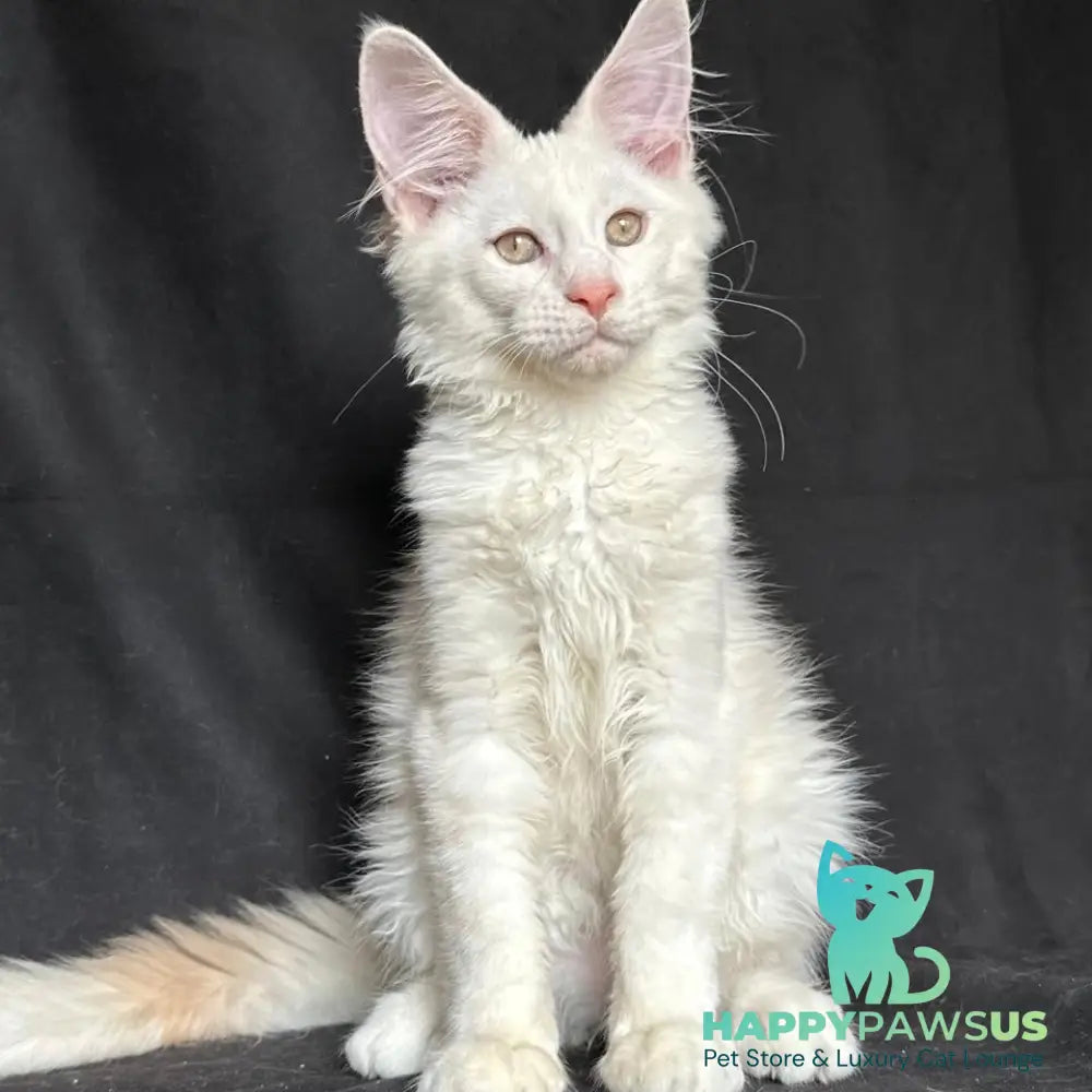 Juno Maine Coon male red silver shaded - live animals