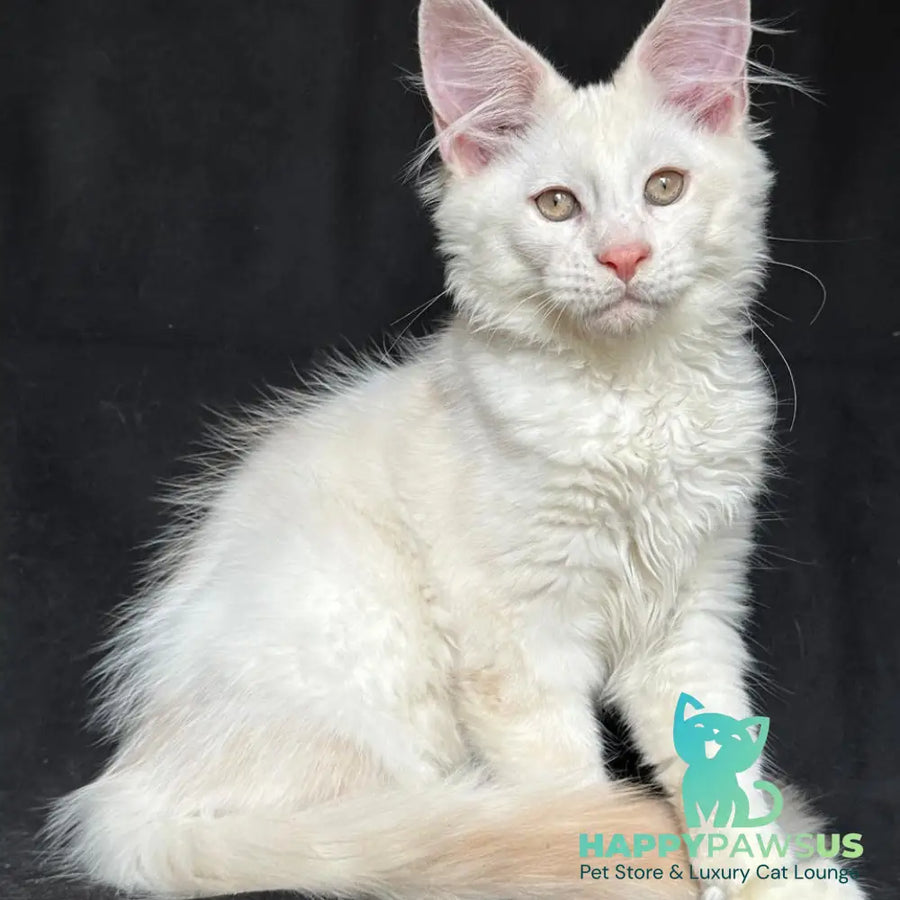 Juno Maine Coon male red silver shaded - live animals