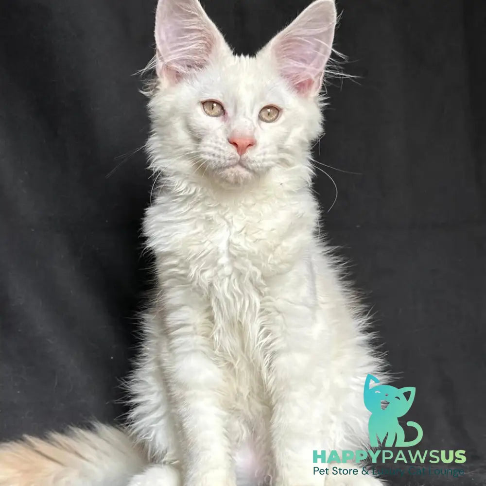 Juno Maine Coon male red silver shaded - live animals
