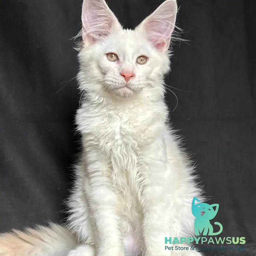 Juno Maine Coon male red silver shaded - live animals