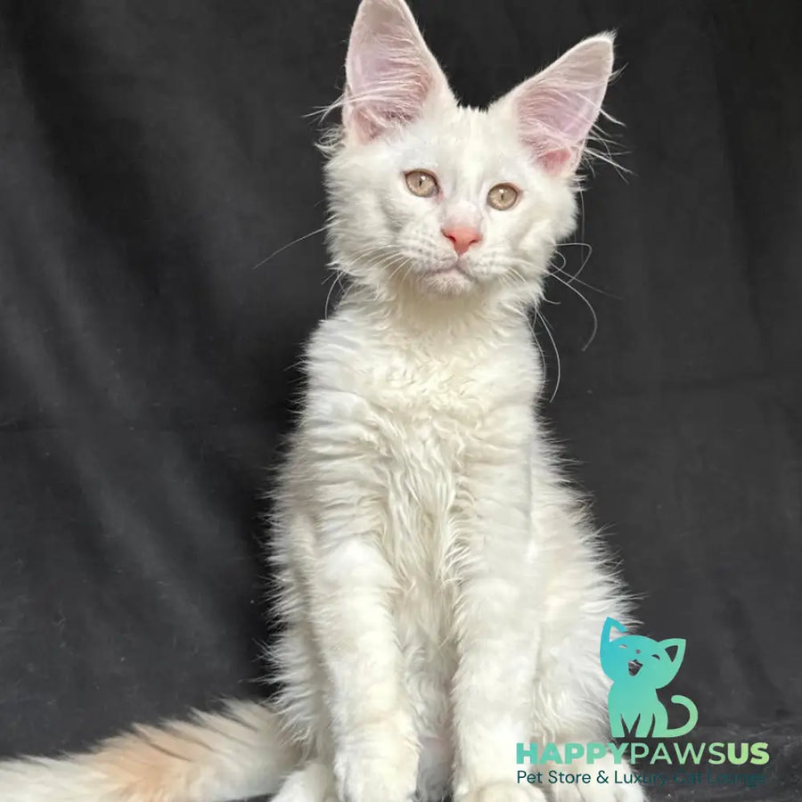 Juno Maine Coon male red silver shaded - live animals