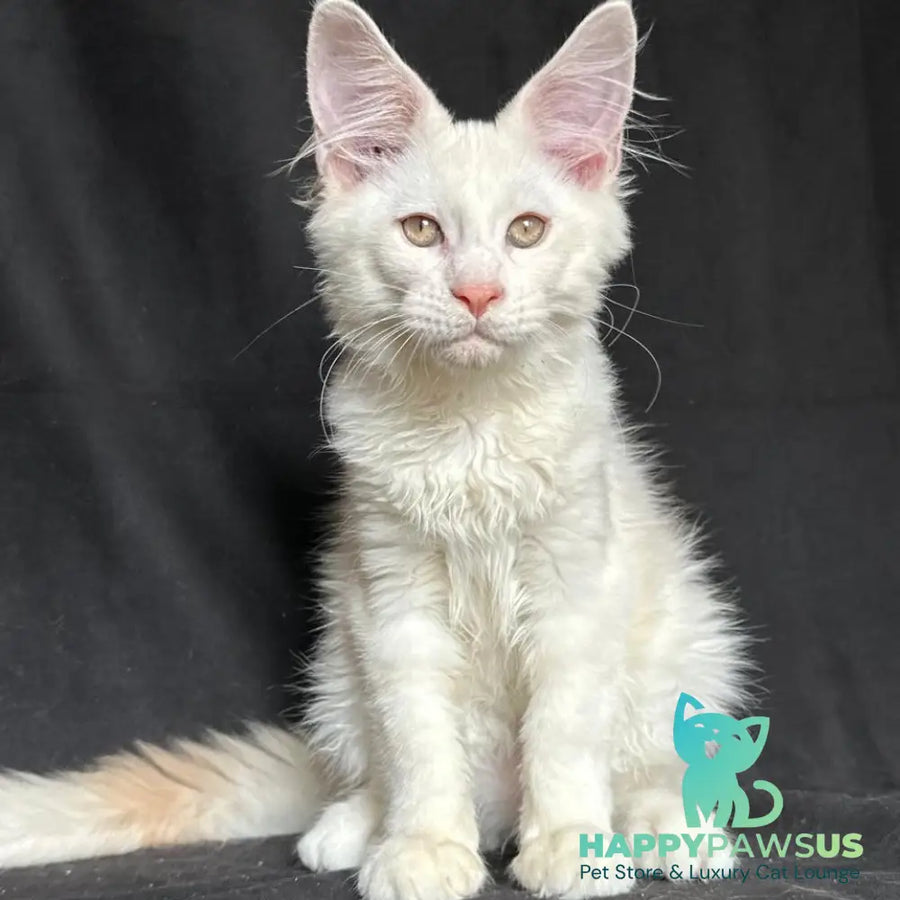 Juno Maine Coon male red silver shaded - live animals