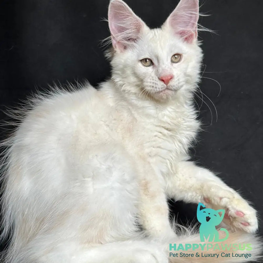 Juno Maine Coon male red silver shaded - live animals
