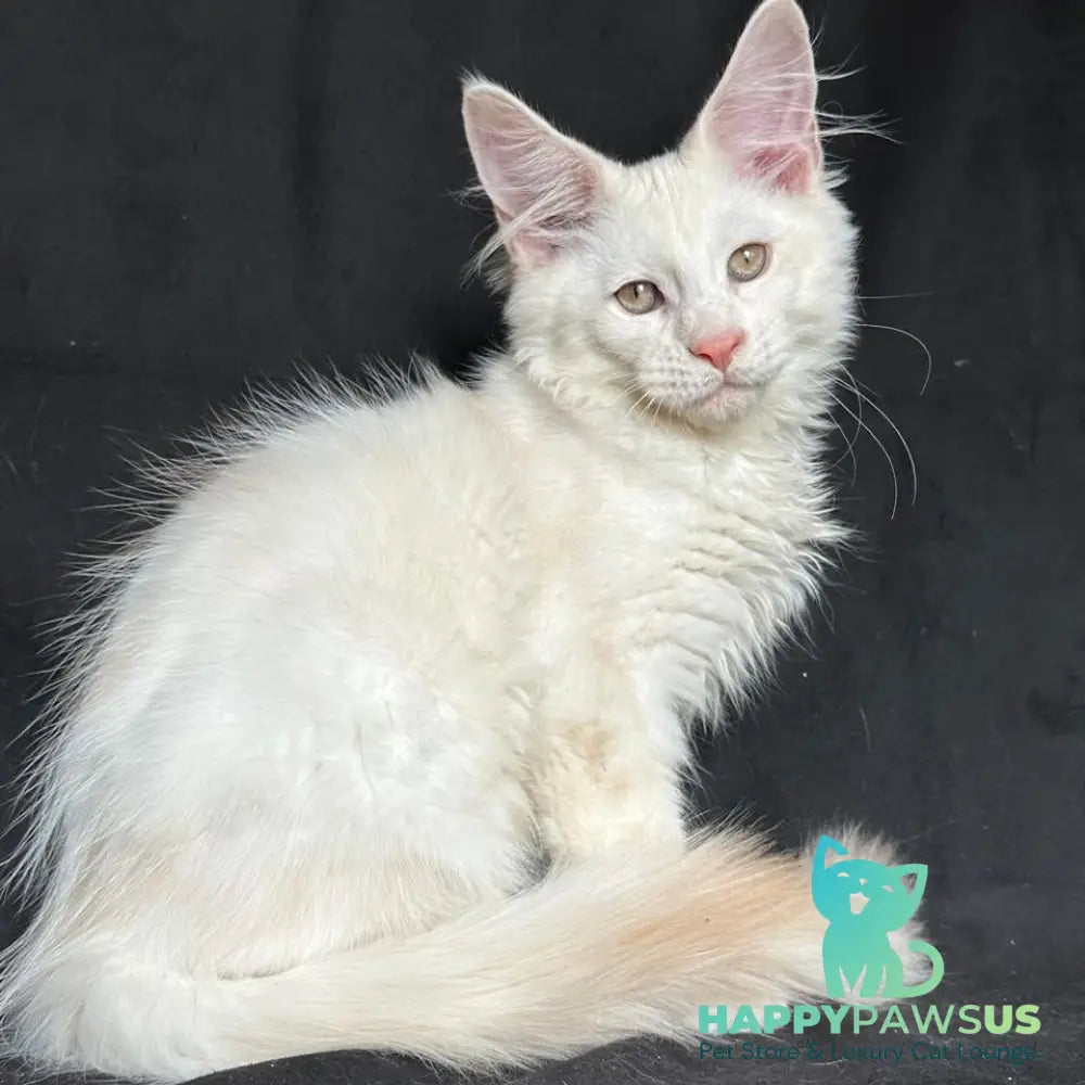 Juno Maine Coon male red silver shaded - live animals