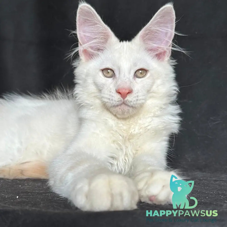 Juno Maine Coon male red silver shaded - live animals