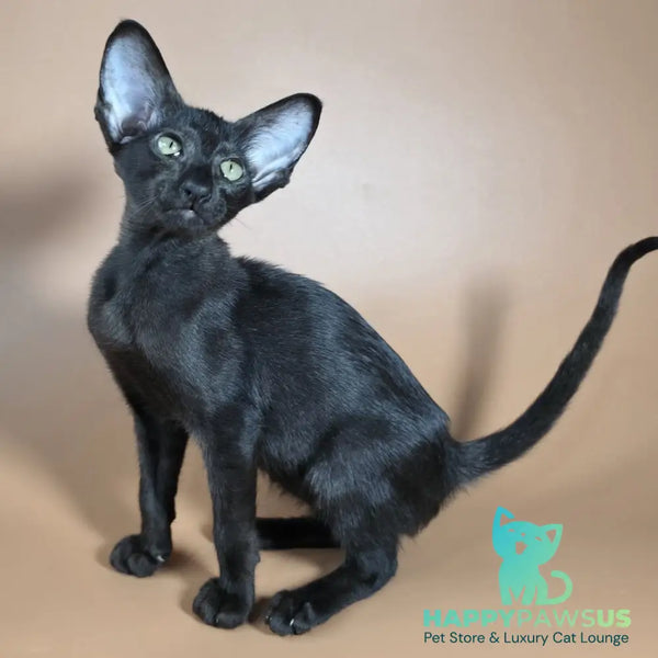 Juno Siamese female black - live animals