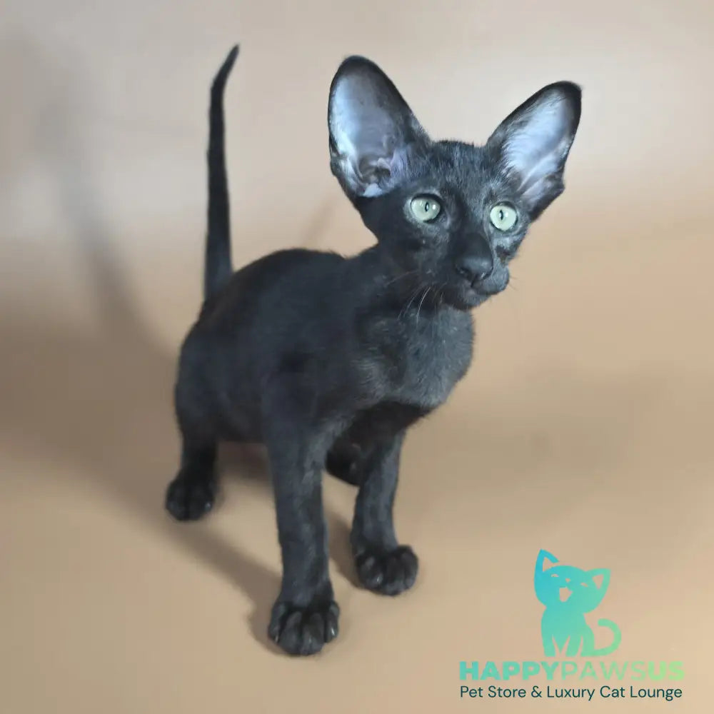 Juno Siamese female black - live animals